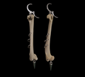 Sat earring